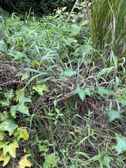 Caribbean pygmymelon (Psiguria pedata)