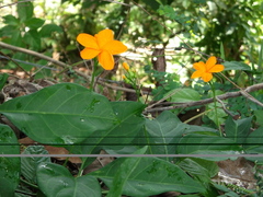 Caribbean pygmymelon (Psiguria pedata)