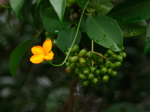 Caribbean pygmymelon (Psiguria pedata)