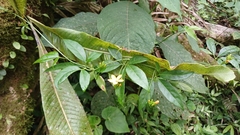 Caribbean pygmymelon (Psiguria pedata)