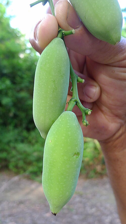 Psiguria triphylla: Psiguria triphylla (Miq.) C.Jeffrey