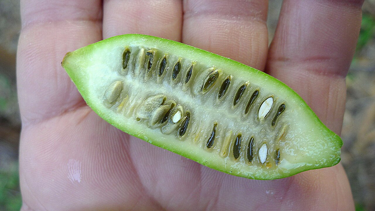 Psiguria triphylla: Psiguria triphylla (Miq.) C.Jeffrey