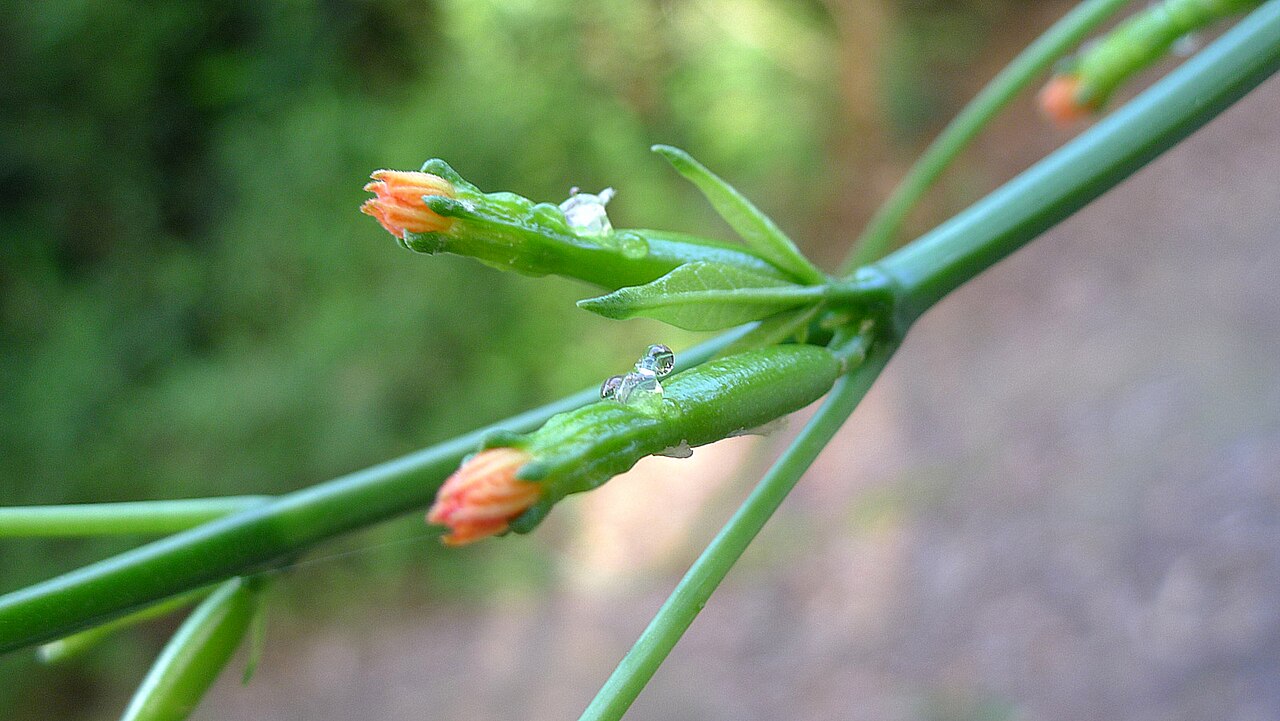Psiguria triphylla: Psiguria triphylla (Miq.) C.Jeffrey