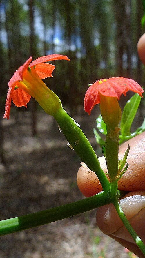 Psiguria triphylla: Psiguria triphylla (Miq.) C.Jeffrey