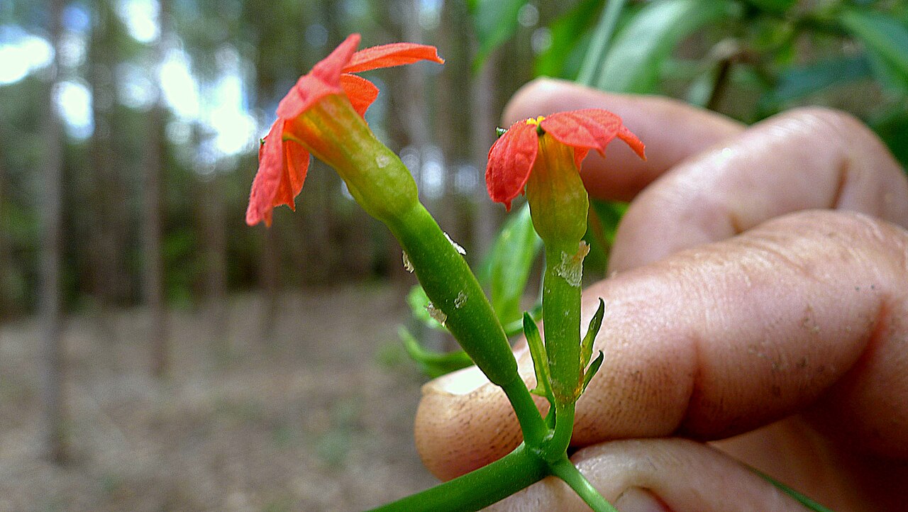 Psiguria triphylla: Psiguria triphylla (Miq.) C.Jeffrey
