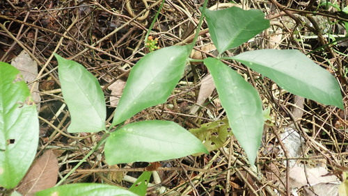 Psiguria warscewiczii (Psiguria warscewiczii)