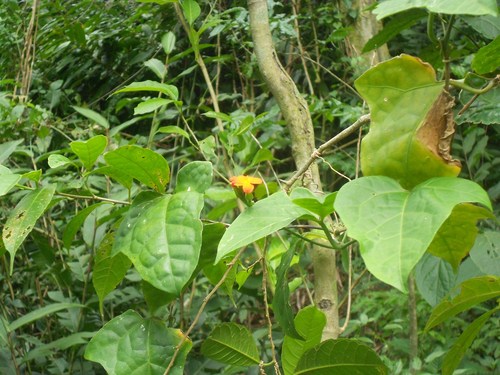 Psiguria warscewiczii (Psiguria warscewiczii)