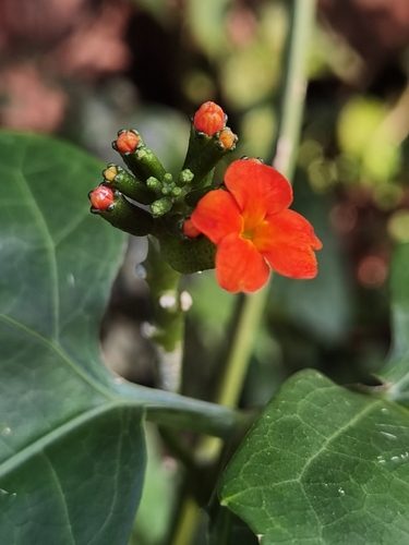 Psiguria warscewiczii (Psiguria warscewiczii)