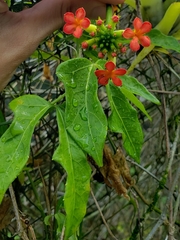 Psiguria warscewiczii (Psiguria warscewiczii)