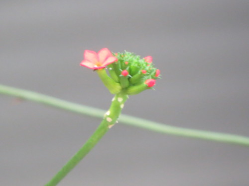 Psiguria warscewiczii (Psiguria warscewiczii)