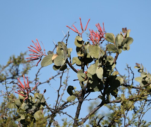 Psittacanthus auriculatus (Psittacanthus auriculatus)