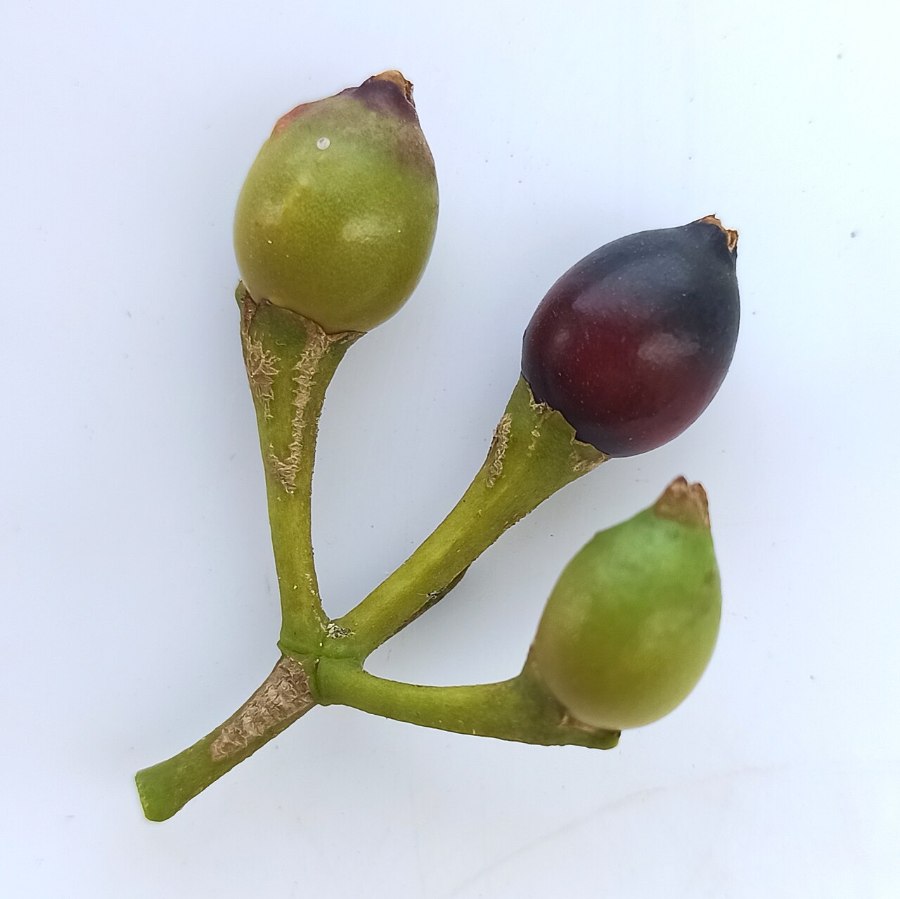 Psittacanthus calyculatus: Frutos de Psittacanthus calyculatus (Familia: Loranthaceae). Nombres comunes: injerto de huizache, muérdago, visco, mal de ojo, tapaojo, liga, cabellera, togue.