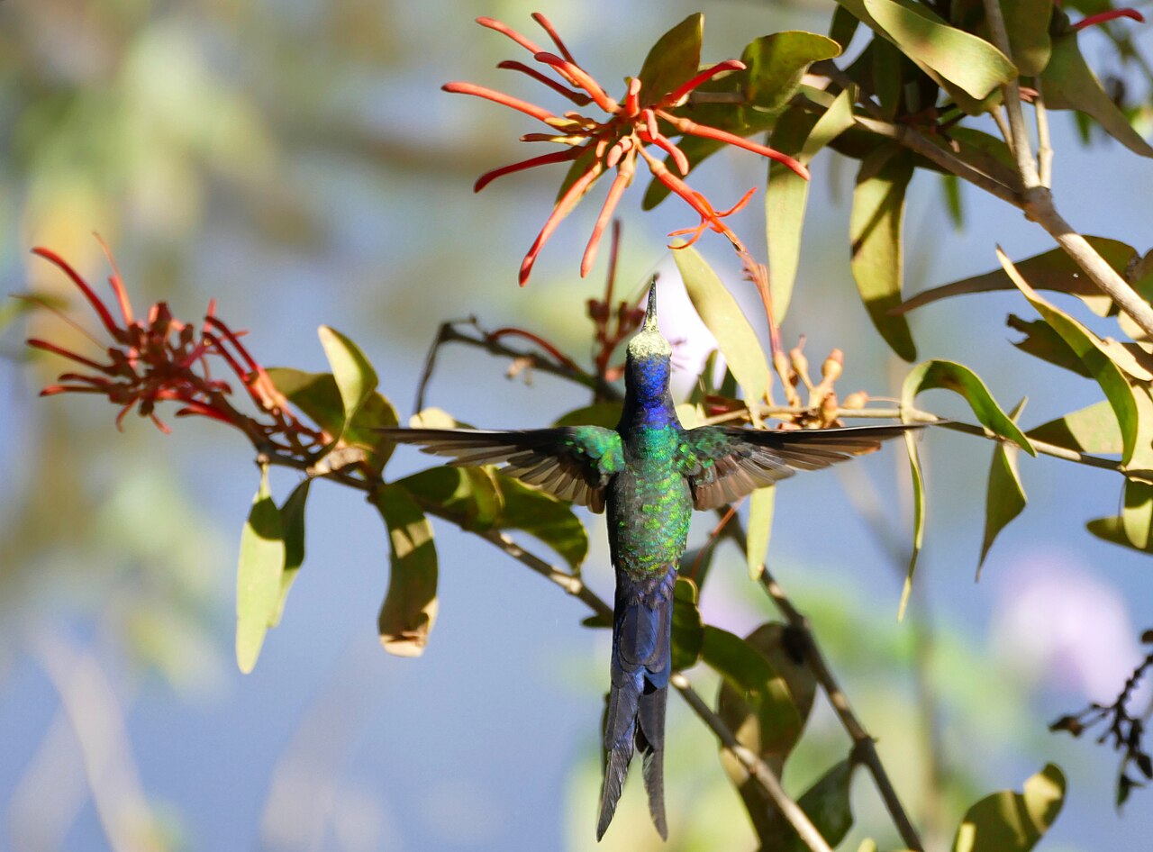 Psittacanthus calyculatus: Transpantaneira, Poconé, Mato Grosso, BRAZIL