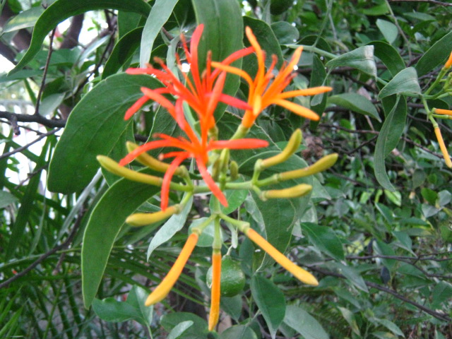 Psittacanthus calyculatus: Psittacanthus calyculatus