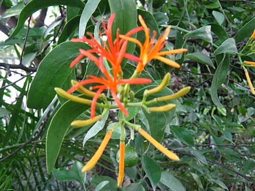 Psittacanthus calyculatus: Psittacanthus calyculatus
