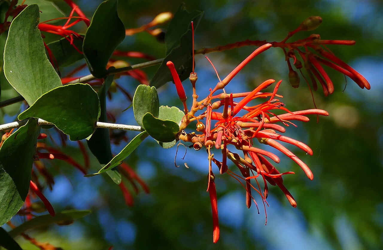Psittacanthus calyculatus: Pouso Alegre, Transpantaneira, Poconé, Mato Grosso, BRAZIL