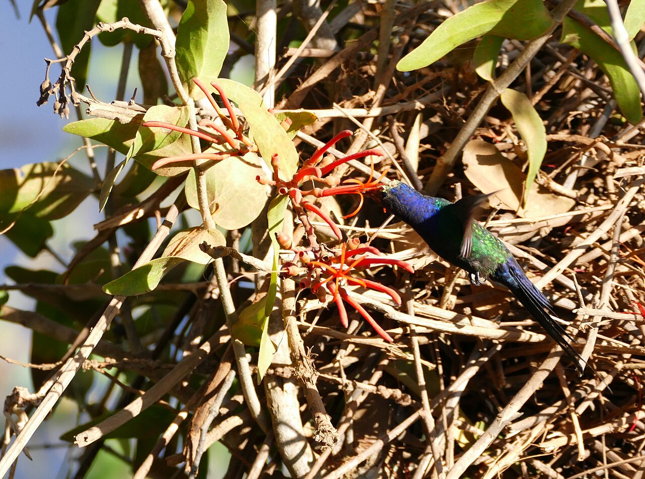 Psittacanthus calyculatus: Transpantaneira, Poconé, Mato Grosso, BRAZIL