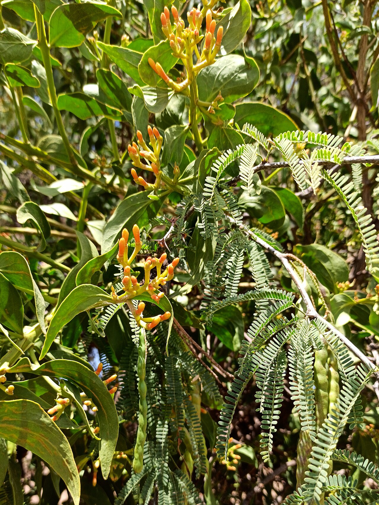Psittacanthus calyculatus: Injerto de huizache ( Psittacanthus calyculatus ) en un mezquite Neltuma laevigata .