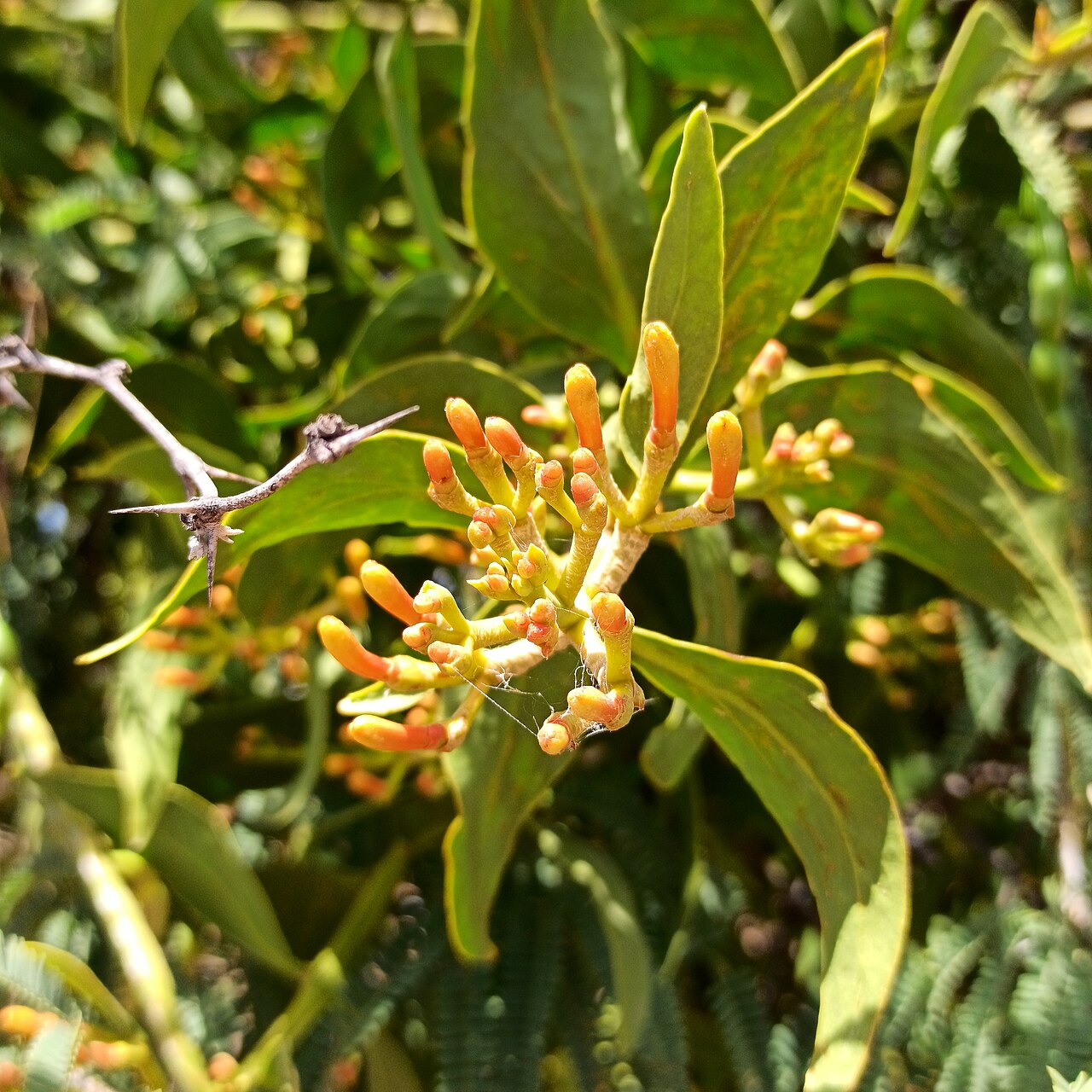 Psittacanthus calyculatus: Injerto de huizache o Psittacanthus calyculatus (Familia: Loranthaceae).