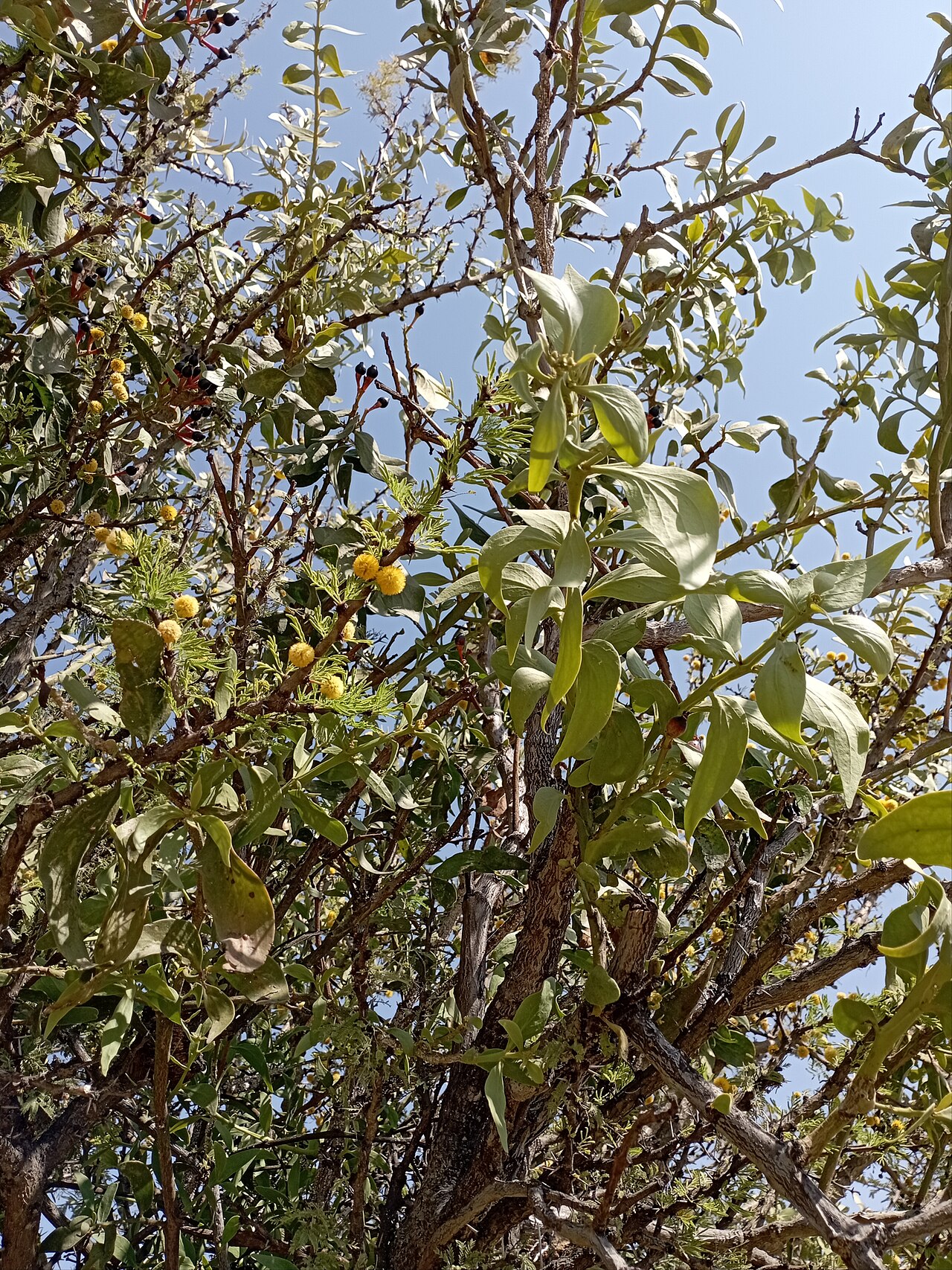 Psittacanthus calyculatus: Infección de injerto de huizache ( Psittacanthus calyculatus ) sobre un huizache ( Vachellia farnesiana ). Guanajuato, México.