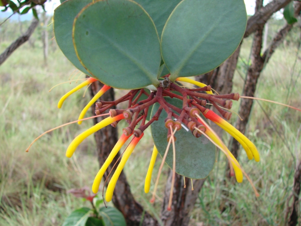 Psittacanthus cinctus: Psittacanthus cinctus - LORANTHACEAE Cavalcante - Goiás - Brasil.