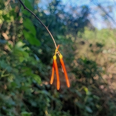 Psittacanthus cordatus (Psittacanthus cordatus)