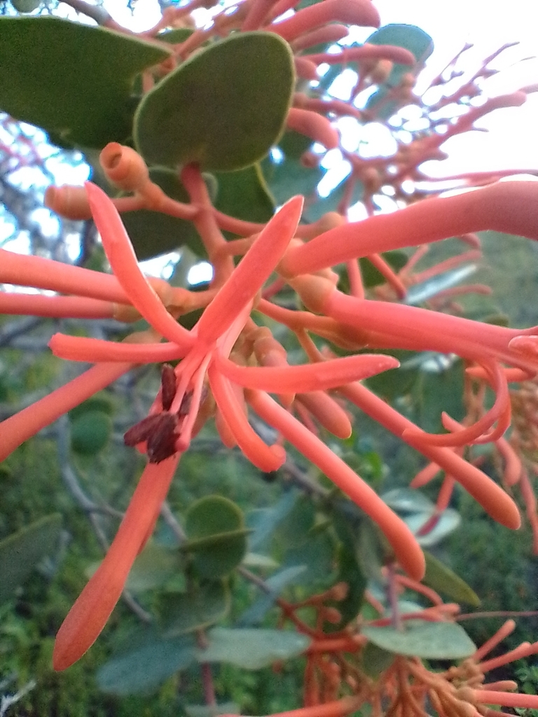 Psittacanthus cordatus (Psittacanthus cordatus)