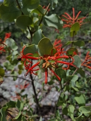 Psittacanthus cordatus (Psittacanthus cordatus)