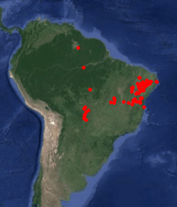Psittacanthus cordatus: Occurrence data for Psittacanthus cordatus downloaded from GBIF, 24 May 2018. https://doi.org/10.15468/dl.7eecso