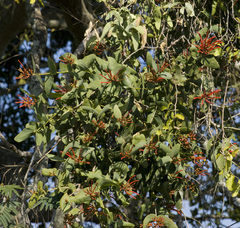 Psittacanthus cordatus (Psittacanthus cordatus)