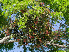 Psittacanthus cordatus (Psittacanthus cordatus)