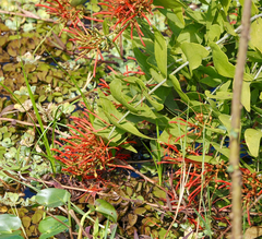 Psittacanthus cordatus (Psittacanthus cordatus)