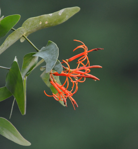 Psittacanthus cordatus (Psittacanthus cordatus)