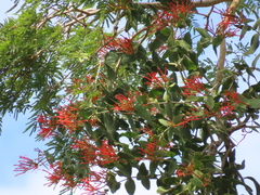 Psittacanthus cordatus (Psittacanthus cordatus)