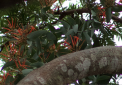Psittacanthus cordatus (Psittacanthus cordatus)