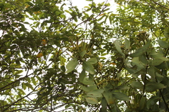 Psittacanthus cucullaris (Psittacanthus cucullaris)