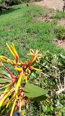 Psittacanthus cucullaris (Psittacanthus cucullaris)