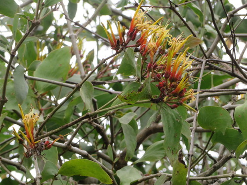 Psittacanthus cucullaris (Psittacanthus cucullaris)