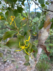 Psittacanthus eucalyptifolius (Psittacanthus eucalyptifolius)