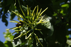 Psittacanthus martinicensis (Psittacanthus martinicensis)
