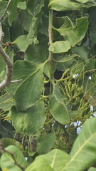 Psittacanthus martinicensis (Psittacanthus martinicensis)