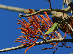 Psittacanthus mayanus (Psittacanthus mayanus)