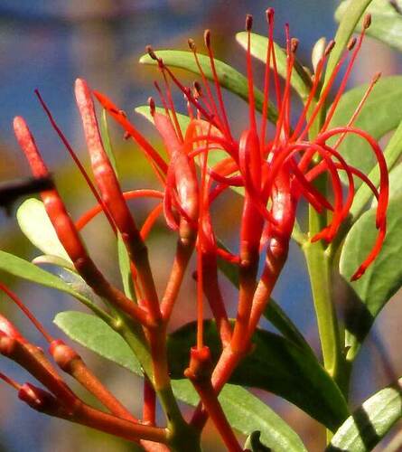Psittacanthus mayanus (Psittacanthus mayanus)