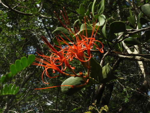 Psittacanthus mayanus (Psittacanthus mayanus)