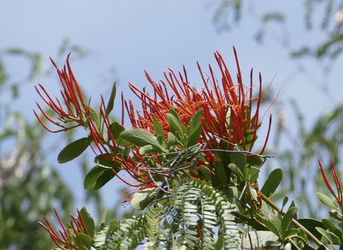 Psittacanthus mayanus (Psittacanthus mayanus)