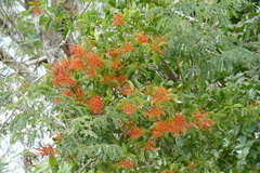 Psittacanthus mayanus (Psittacanthus mayanus)