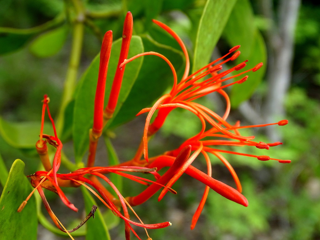 Psittacanthus mayanus (Psittacanthus mayanus)