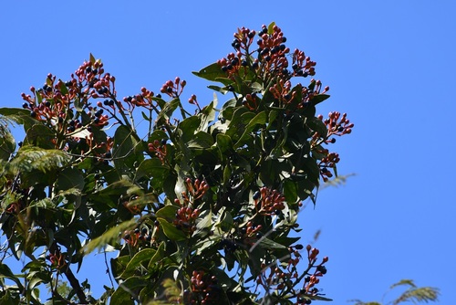 Psittacanthus mayanus (Psittacanthus mayanus)