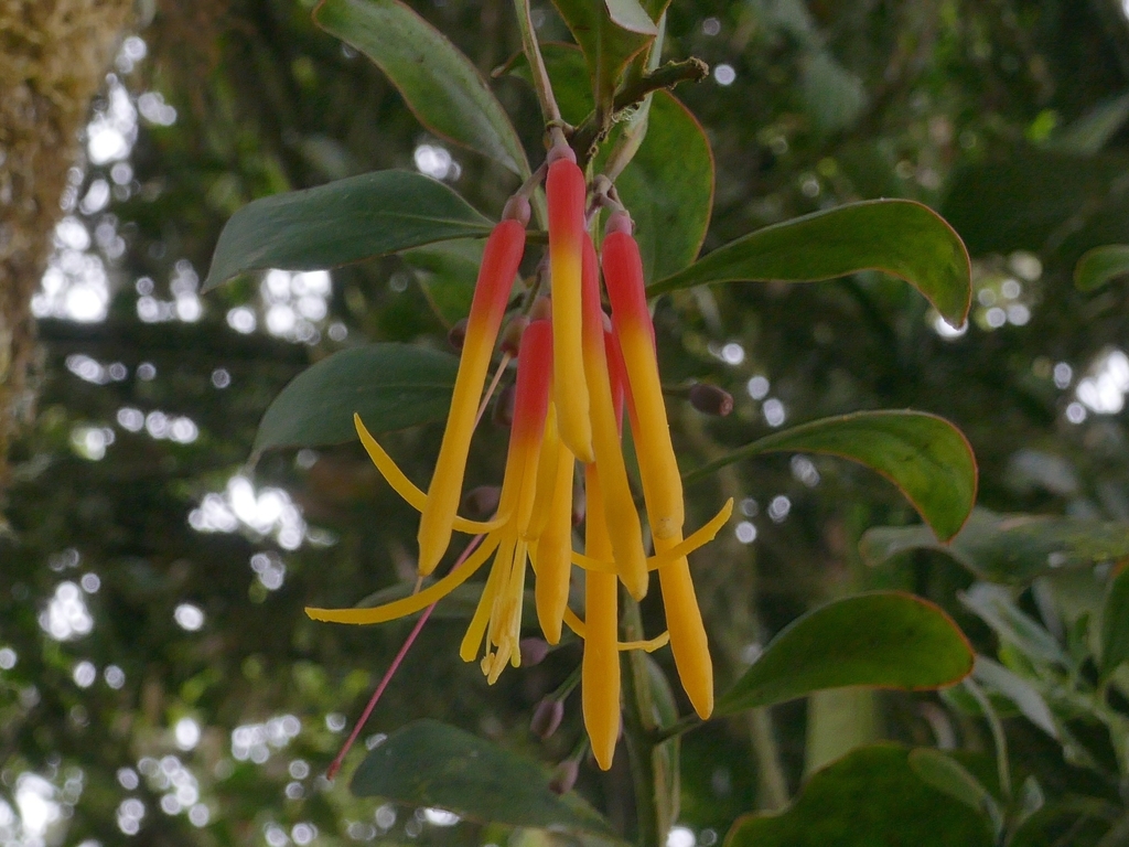 Psittacanthus microphyllus (Psittacanthus microphyllus)