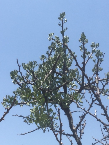 Psittacanthus palmeri (Psittacanthus palmeri)